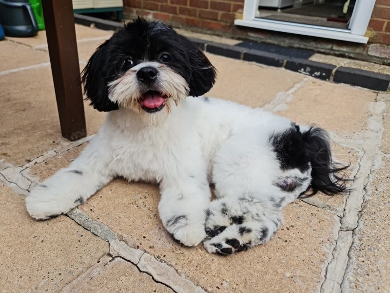 Freshly groomed black and white shih tzu lying on the patio with its tongue out