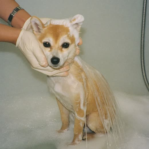 Small dog in a grooming bath covered in shampoo lather